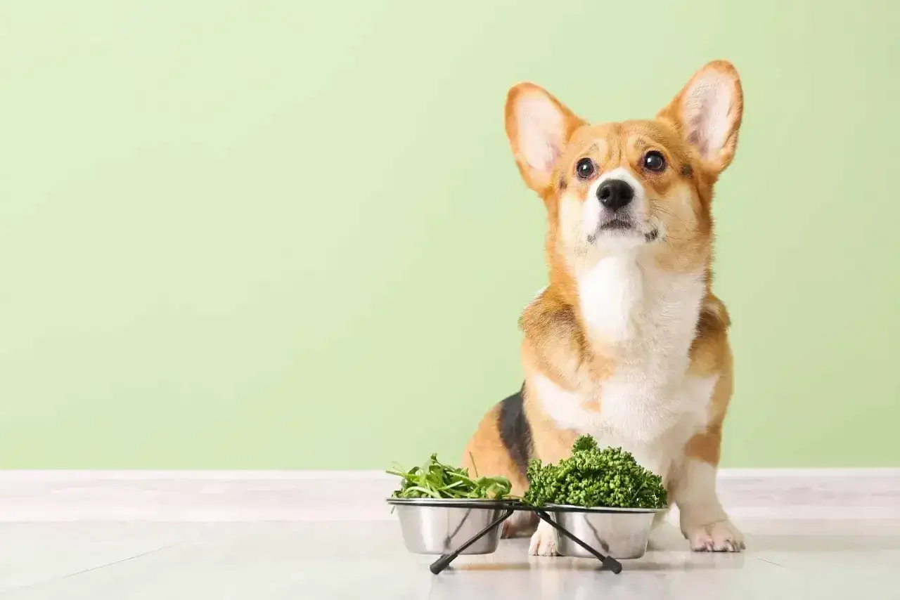 Uroczy corgi siedzi obok misek z zielonymi warzywami, w tym z pietruszką dla psa.