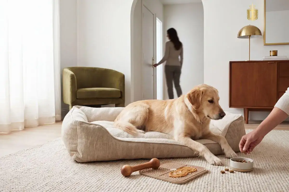 Golden retriever leży na legowisku, patrząc na miskę z przysmakami. Kobieta odchodzi, co może wywołać u psa lęk separacyjny.