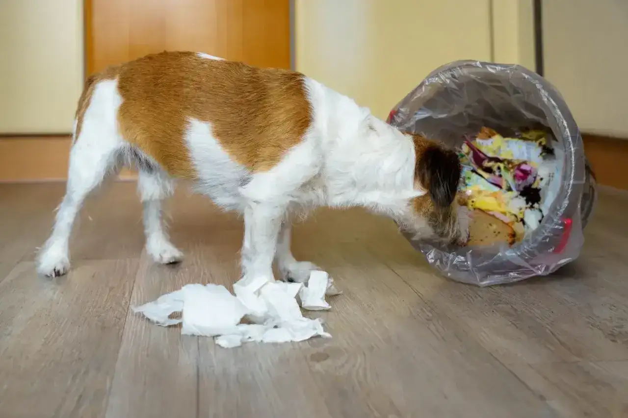 Pies grzebie w śmieciach, zastanawiając się, czy pies może jeść bigos. Papierki rozsypane na podłodze.