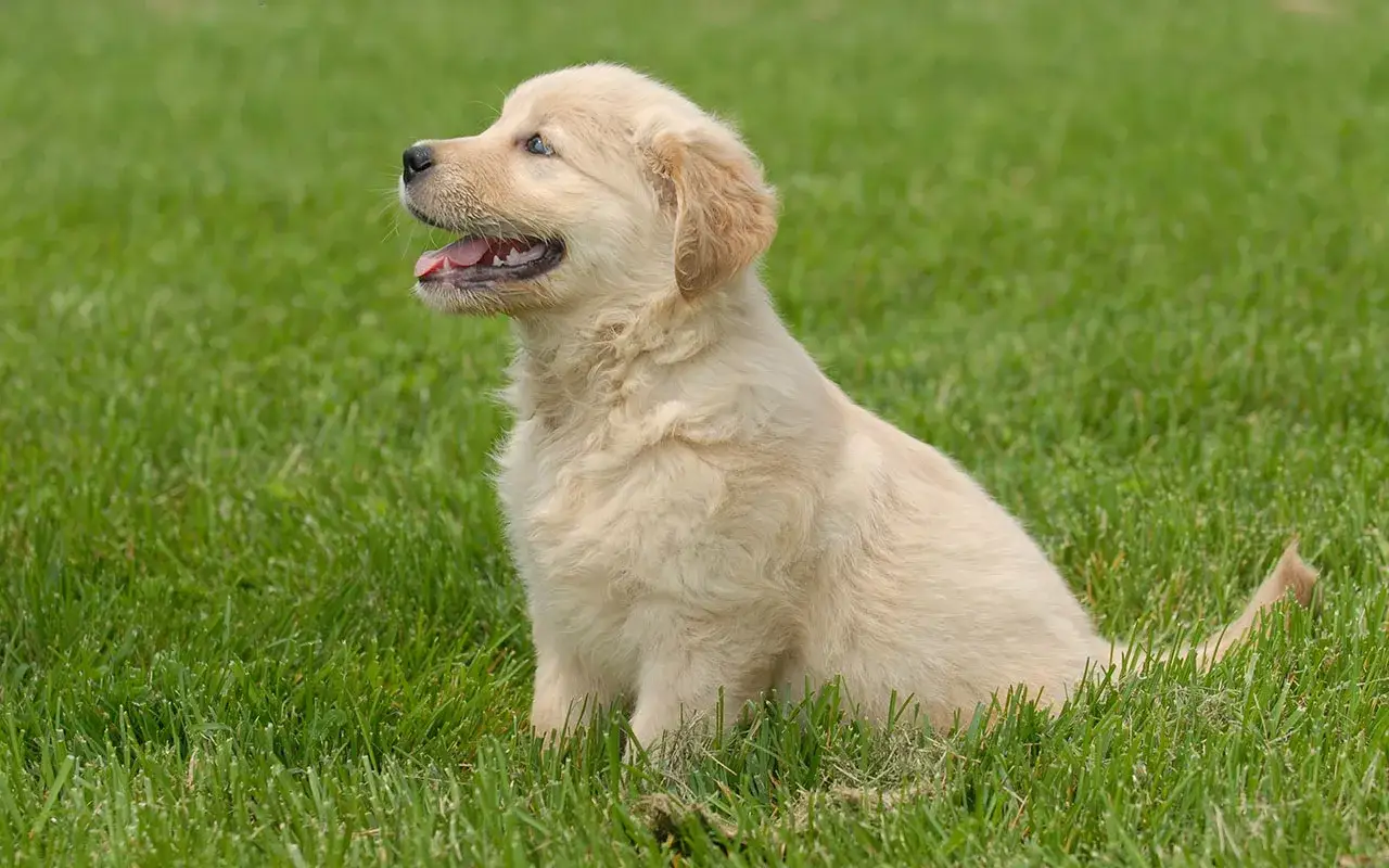 Uroczy szczeniak golden retriever na trawie. Jak dbać o takiego słodziaka?