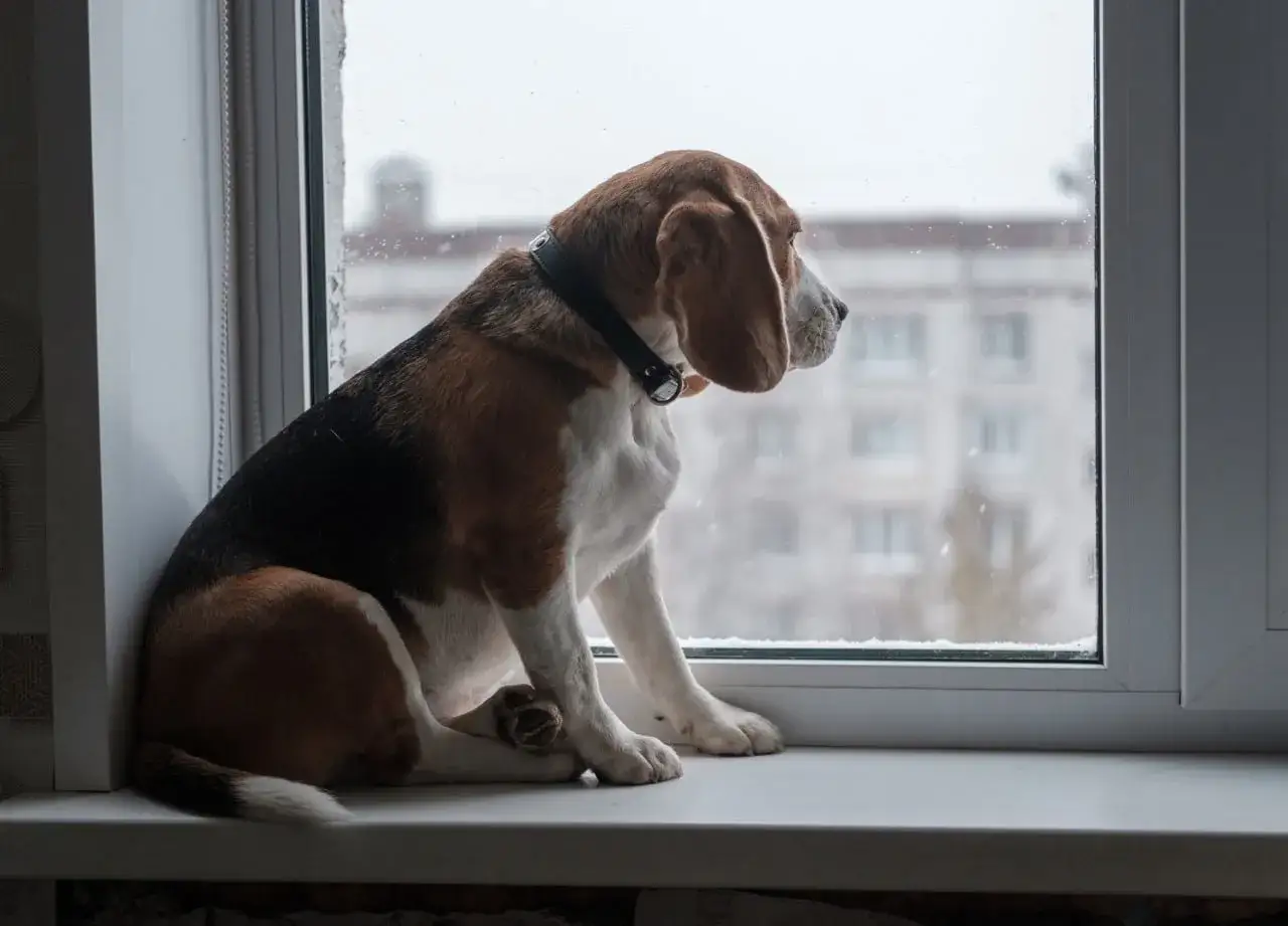 Smutny beagle siedzi na parapecie i patrzy przez okno. Czy pies czuje, że wyjeżdżam?