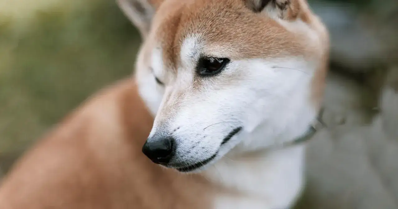 Uroczy piesek Shiba Inu z rudym futerkiem, któremu ktoś delikatnie dmucha w nos.