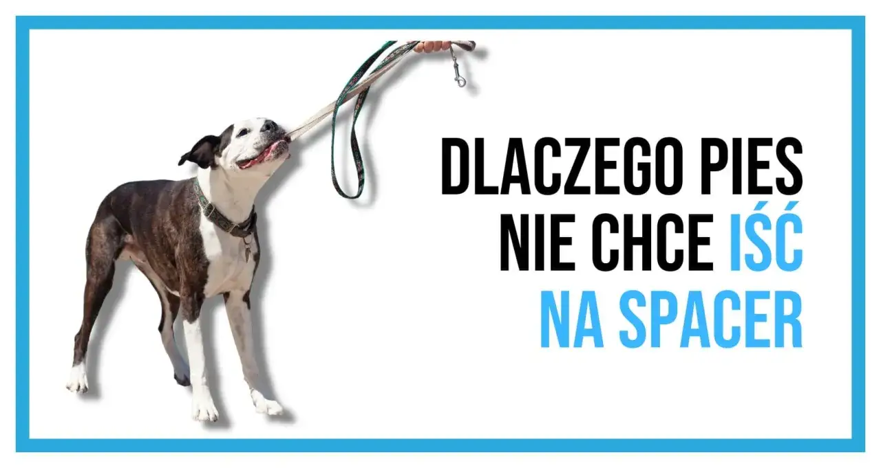 Piesek z obrożą i smyczą w pysku, jakby protestował, bo nie chce iść na spacer.
