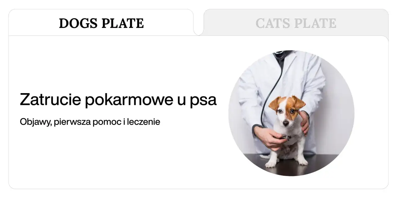 Weterynarz bada małego psa. Czy pies może pić piwo? Dowiedz się o zatruciach pokarmowych u psów.