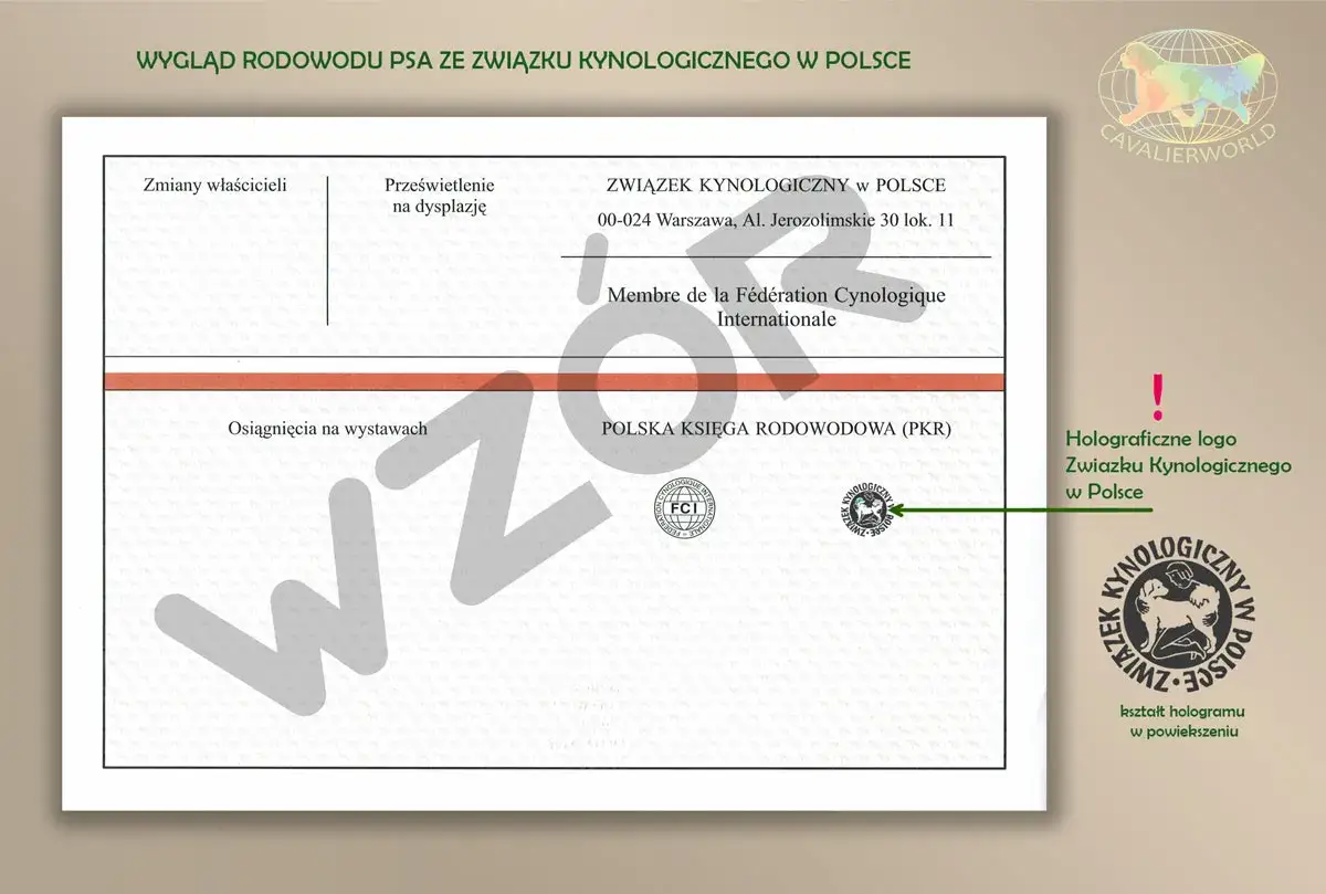 Wygląd rodowodu psa ze Związku Kynologicznego w Polsce. Dowiedz się, gdzie wyrobić rodowód dla psa, aby udokumentować jego pochodzenie.