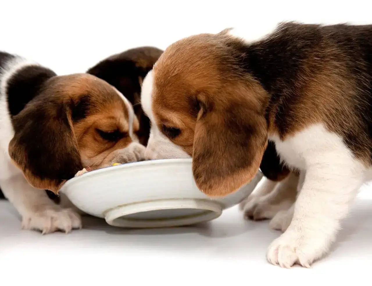 Trzy szczenięta beagle jedzą z jednej miski. Dowiedz się, jak często karmić szczeniaka, aby były zdrowe i szczęśliwe.
