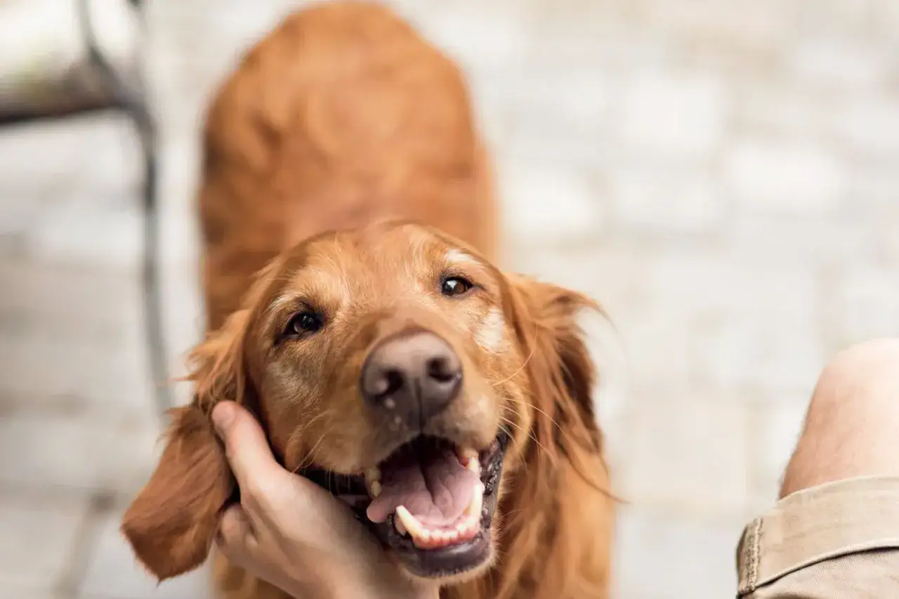 Radosny piesek golden retriever cieszy się z głaskania po głowie. Jego pyszczek jest otwarty w uśmiechu.