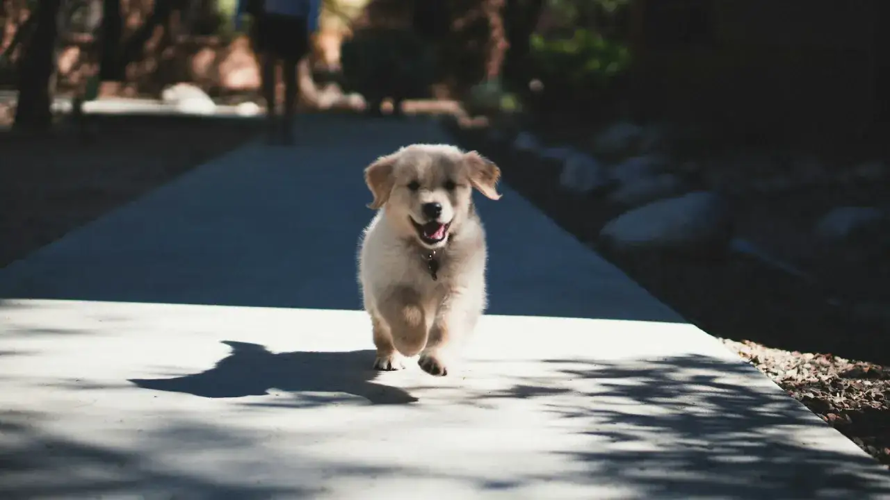 Radosny szczeniak golden retriever biegnie ścieżką, ciesząc się spacerem.