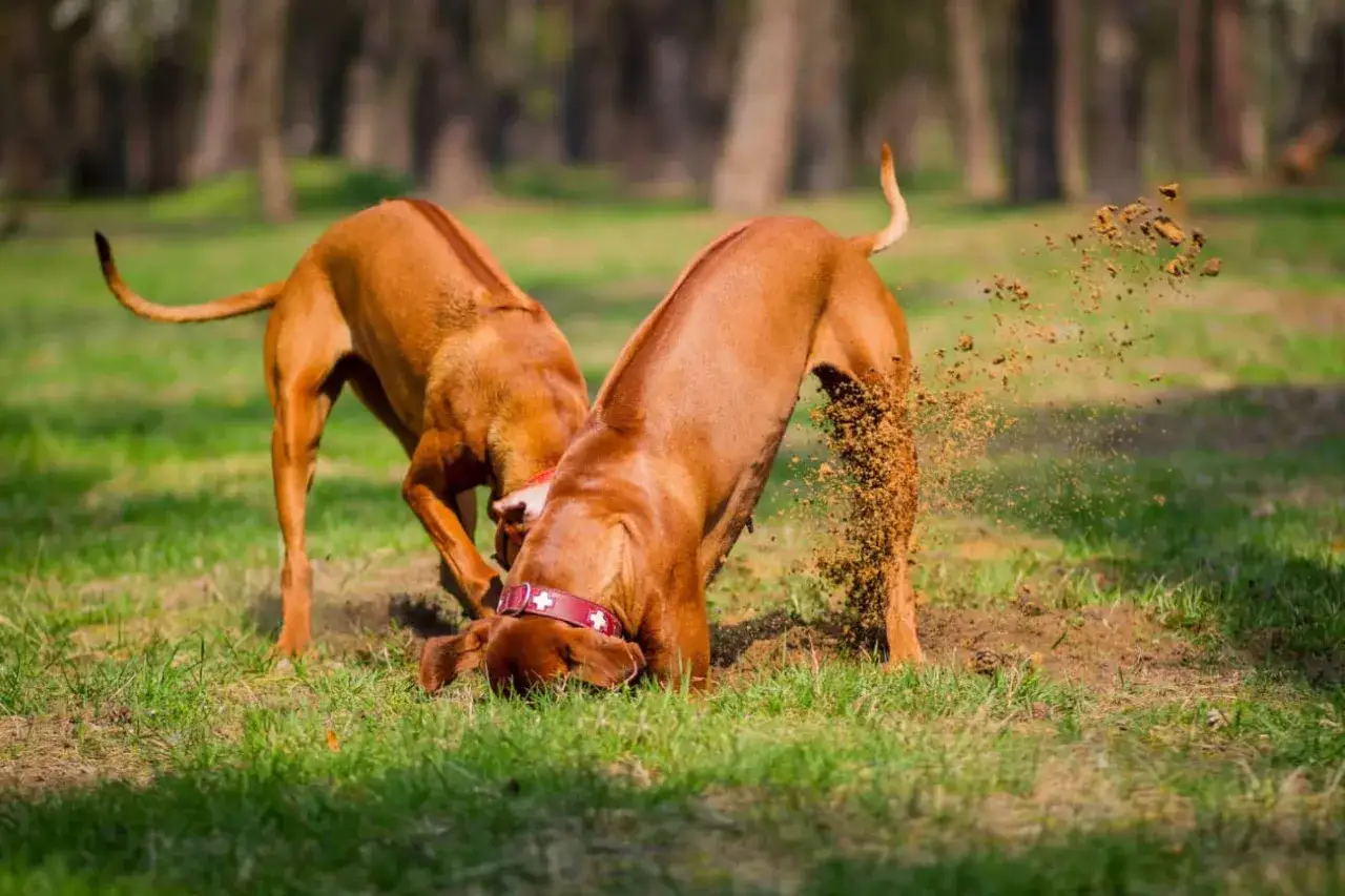 Dwa psy kopią w ziemi, jeden z nich zanurzył głowę w dole, a ziemia fruwa w powietrzu. Może to być odpowiedź na pytanie: dlaczego pies je ziemię?