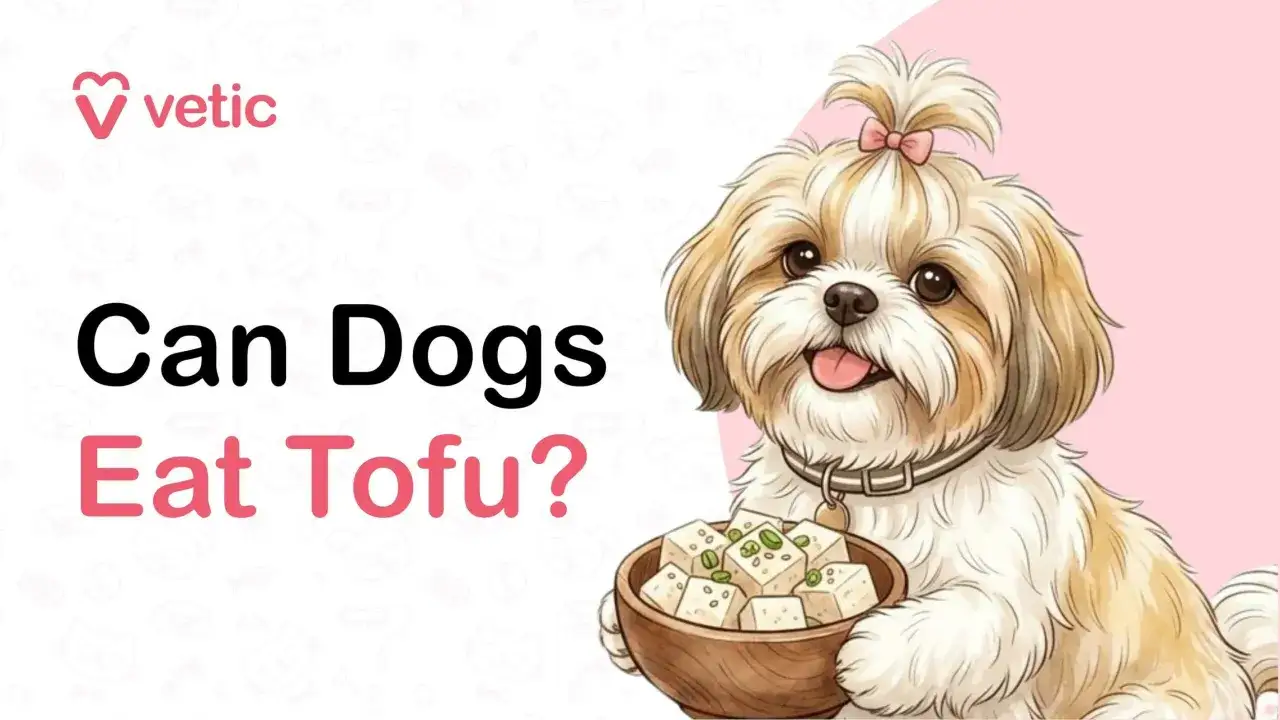 Uroczy piesek z miseczką tofu. Czy pies może jeść tofu? Dowiedz się więcej o diecie swojego pupila.