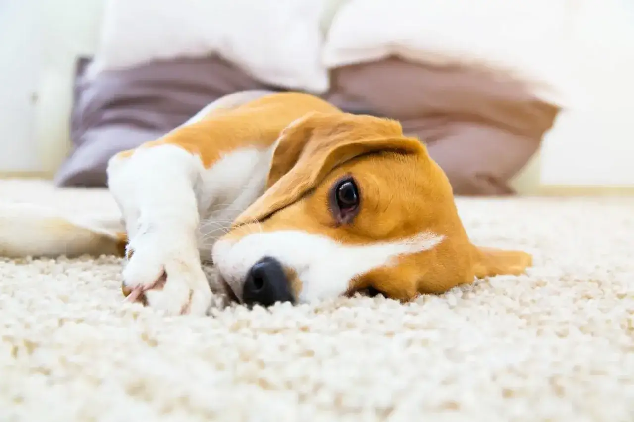 Smutny beagle leży na dywanie, zastanawiając się, czy pies może jeść żelki.