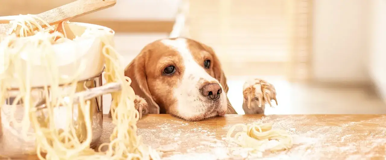 Beagle z zaciekawieniem patrzy na makaron. Czy pies może jeść ryż i makaron? Ten ciekawski piesek chyba chciałby się przekonać.