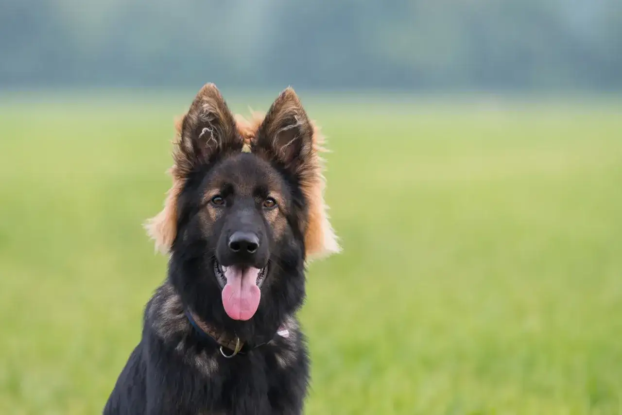 Portret owczarka niemieckiego z językiem na wierzchu. Ile żyją owczarki niemieckie? Zależy od opieki i genetyki.
