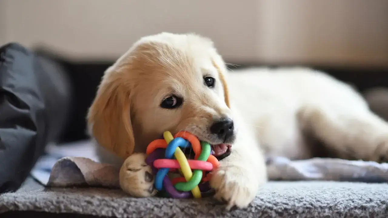 Uroczy szczeniak golden retriever gryzie kolorową zabawkę. To idealny moment, by zastanowić się, kiedy wydawać szczeniaki nowym właścicielom.