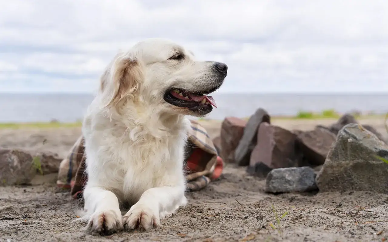 Golden retriever jak dbać: pies odpoczywa na plaży pod kocem, ciesząc się widokiem wody.