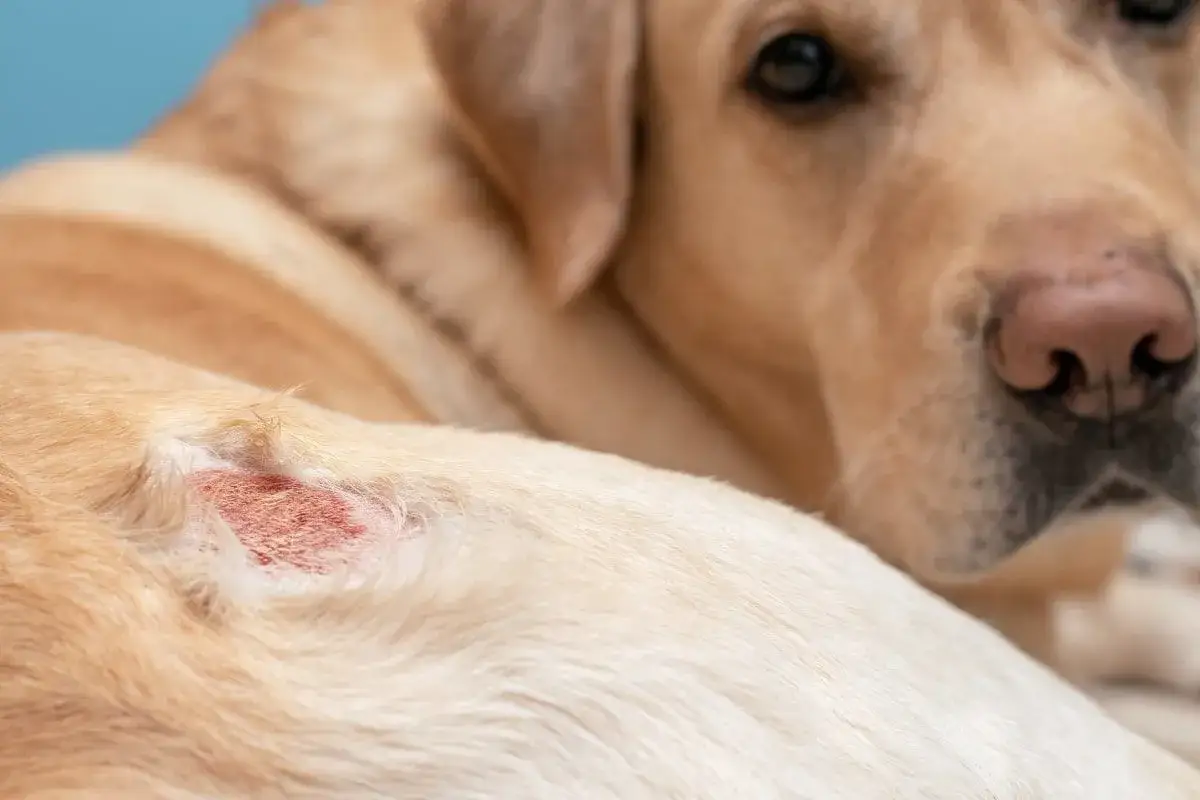 Labrador z zaczerwienioną, podrażnioną skórą na boku, być może kiedy szczeniak zmienia sierść i pojawiają się problemy skórne.