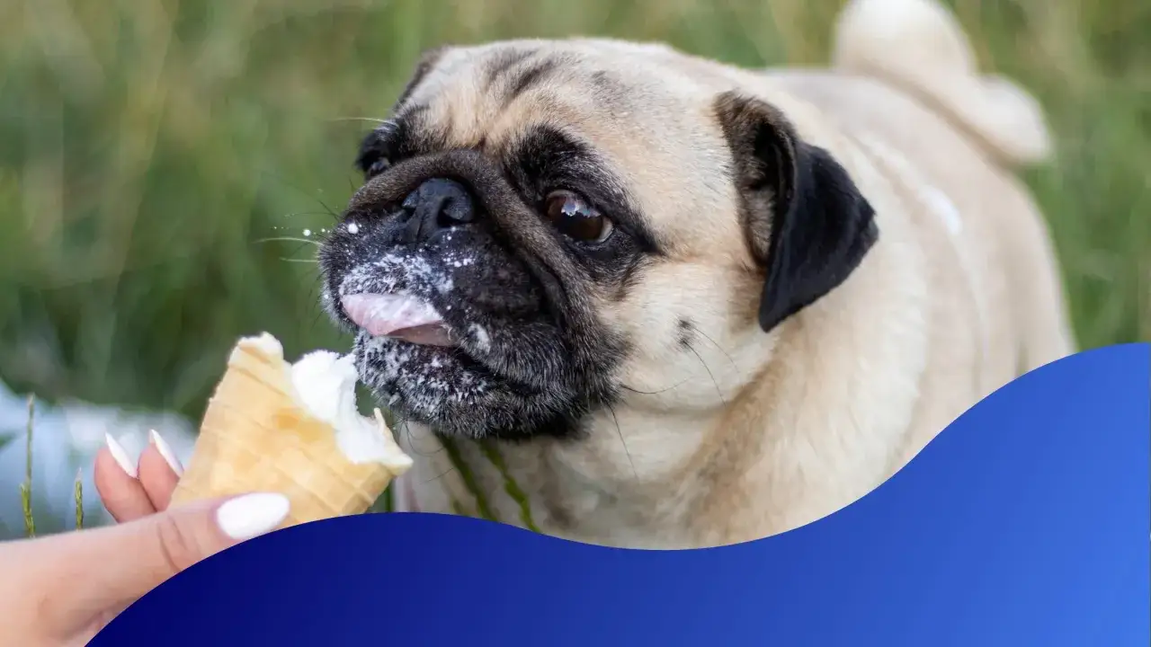 Uroczy mops zajada lody z wafelka. Gdzie kupić takie lody dla psa?