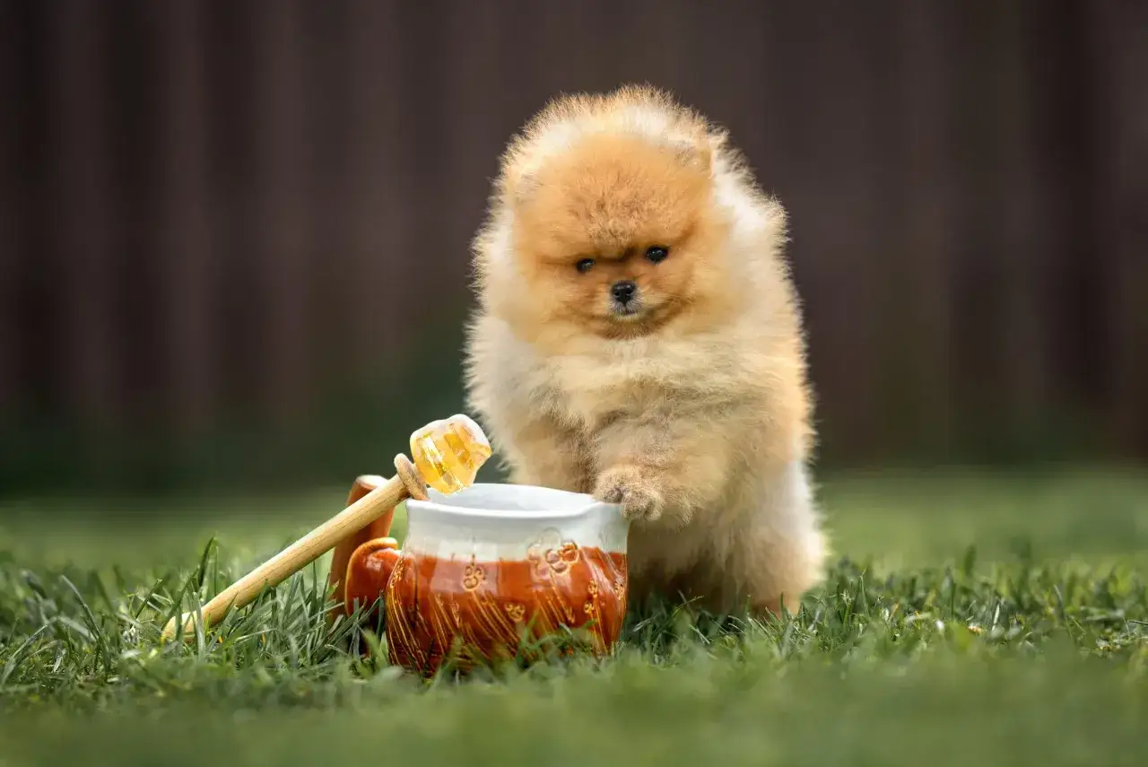 Pomeranian szczeniak ciekawie patrzy na miód w dzbanku. Czy pies może jeść miód? To pytanie nurtuje wielu właścicieli.