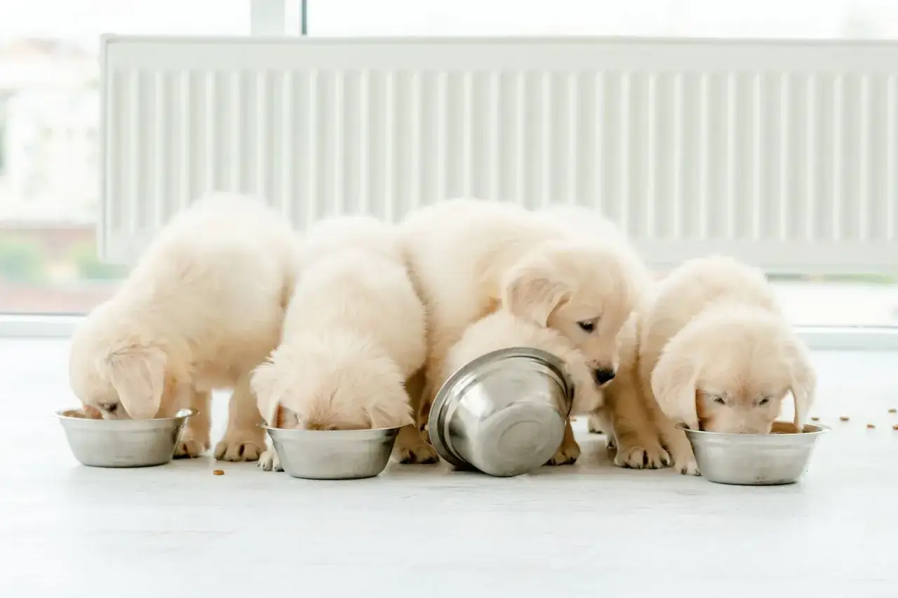 Szczenięta golden retriever jedzą z misek. Warto wiedzieć, jak często karmić szczeniaka, by rósł zdrowo.