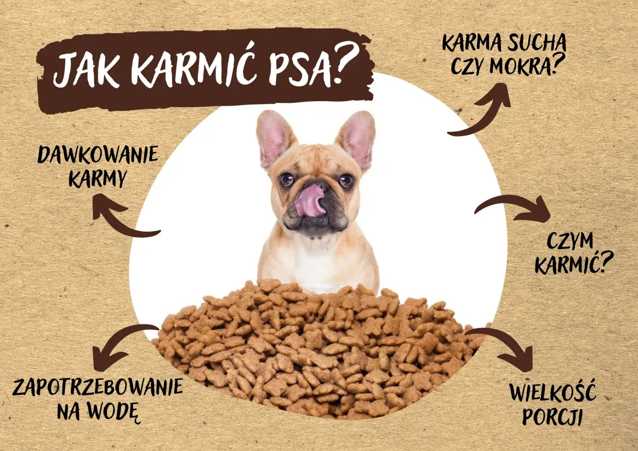 Uroczy buldog francuski z językiem na wierzchu siedzi przed stosem karmy. Grafika podpowiada, jak karmić psa, uwzględniając dawkowanie, zapotrzebowanie na wodę, wielkość porcji i ile gram karmy dla psa podać.