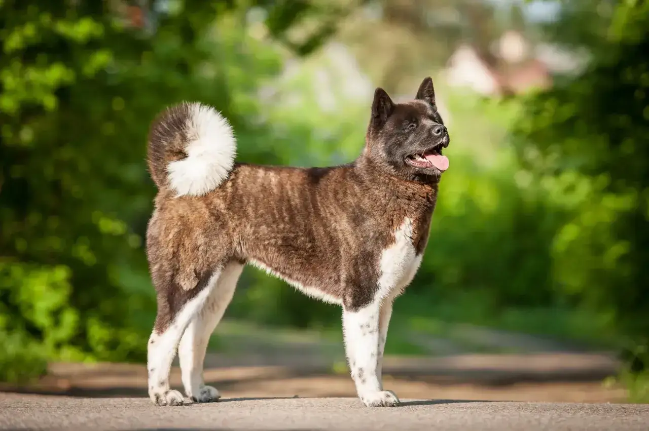 Piękny akita inu a vendre ile de france, dumny pies z kręconym ogonem, stoi na tle zieleni.