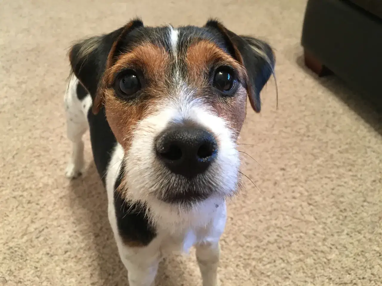 Uroczy jack russell terrier z zaciekawieniem patrzy w obiektyw. Chcesz wiedzieć, jak wytresować jack russell terrier? Ten piesek jest gotowy do nauki!