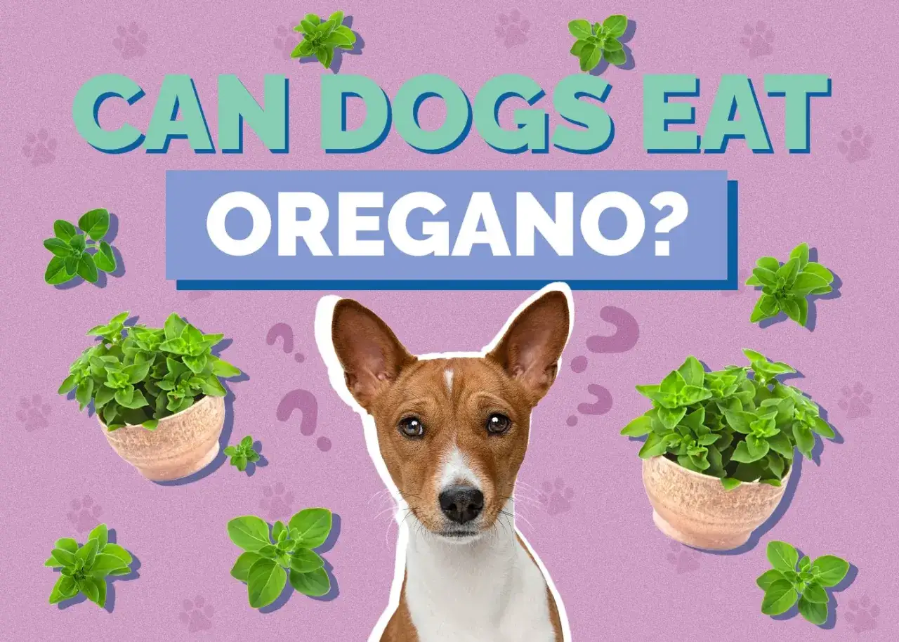 Czy pies może jeść oregano? Uroczy piesek spogląda na nas z otoczenia świeżych gałązek oregano.