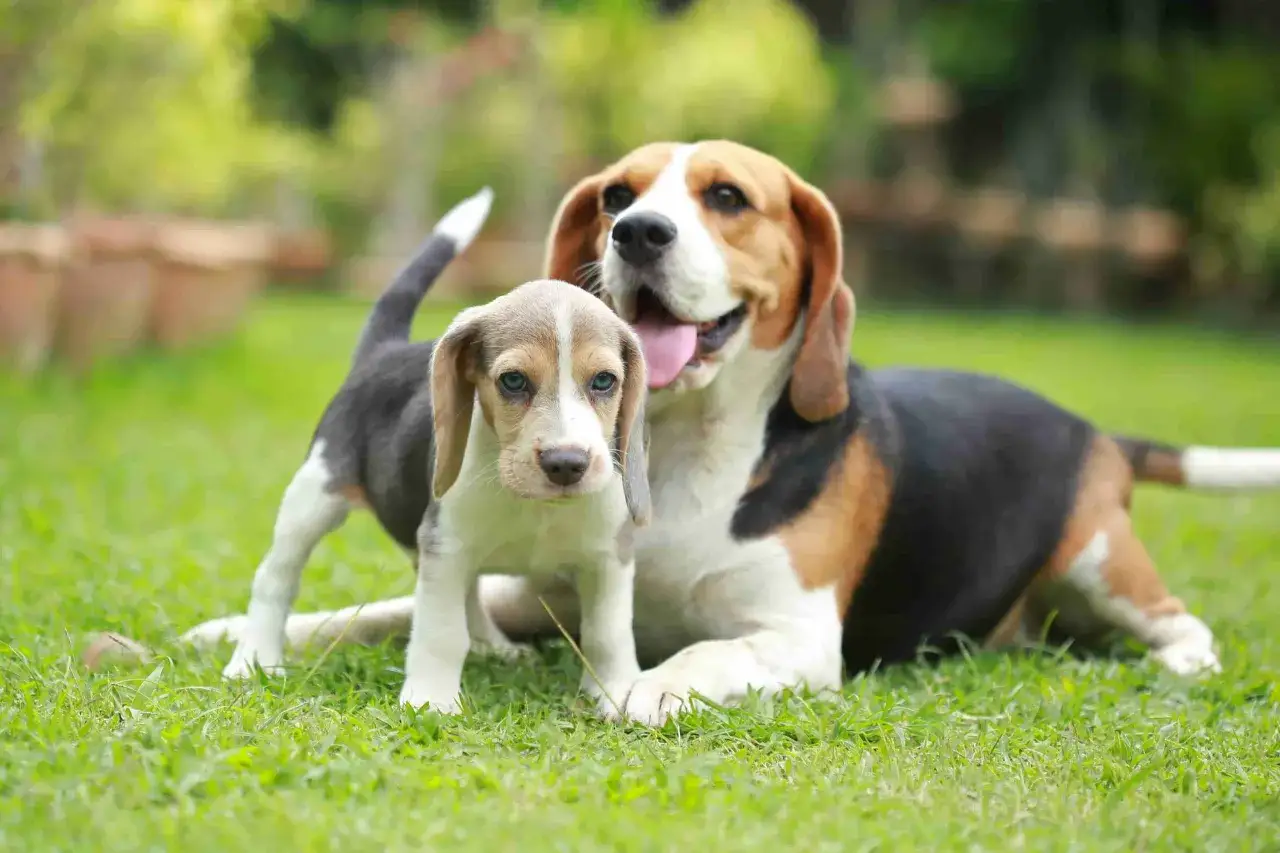 Uroczy szczeniak beagle z mamą. Szukasz inspiracji na imiona dla psa?