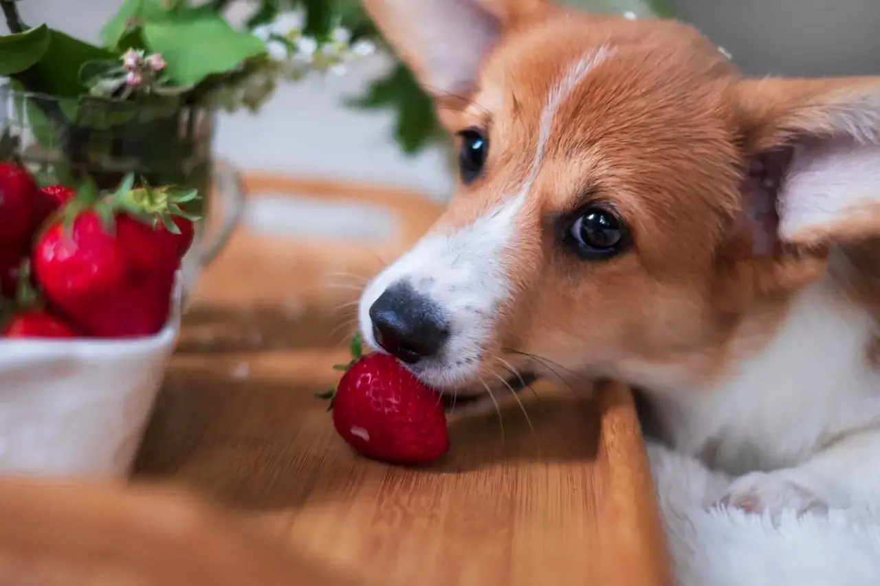 Corgi wącha truskawkę, zastanawiając się, czy pies może jeść agrest.