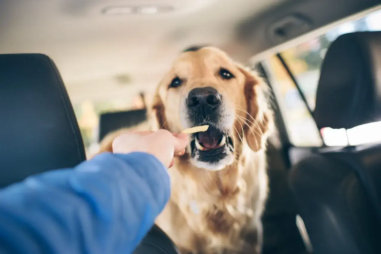 Złoty retriever w samochodzie dostaje frytkę. Czy pies może jeść sól? Lepiej nie ryzykować, ale ten pies wygląda na zadowolonego.