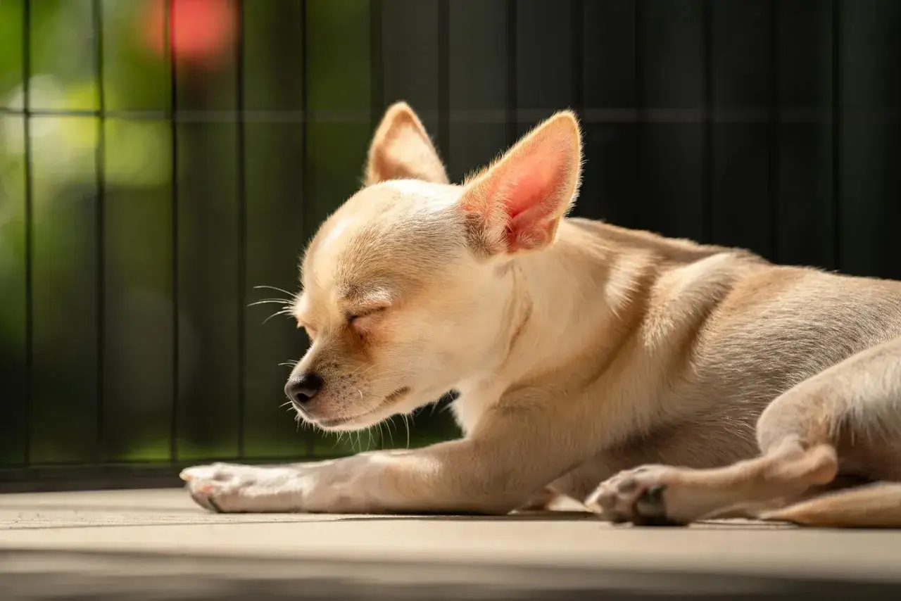 Śpiący szczeniak chihuahua. Zmęczony maluch, może potrzebuje odpoczynku, gdyby występowały objawy zapalenia pęcherza u szczeniaka.
