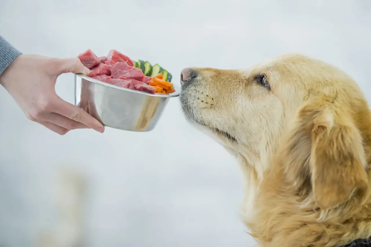 Złoty retriever wącha miskę z mięsem i warzywami. Czy psy mogą jeść warzywa? Tak, niektóre są dla nich zdrowe!
