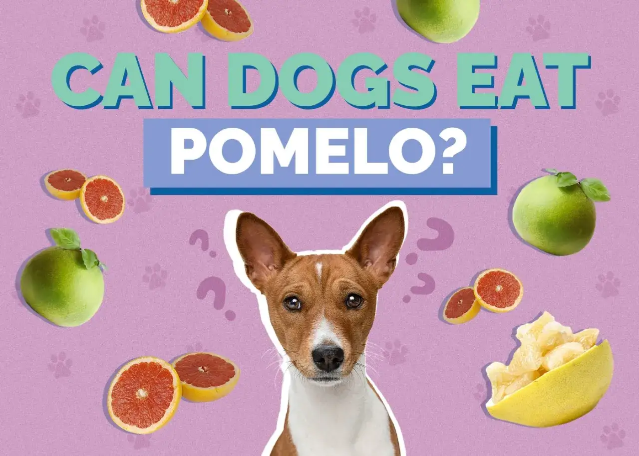 Czy pies może jeść pomelo? Uroczy piesek z zaciekawieniem spogląda na owoce cytrusowe, w tym pomelo.