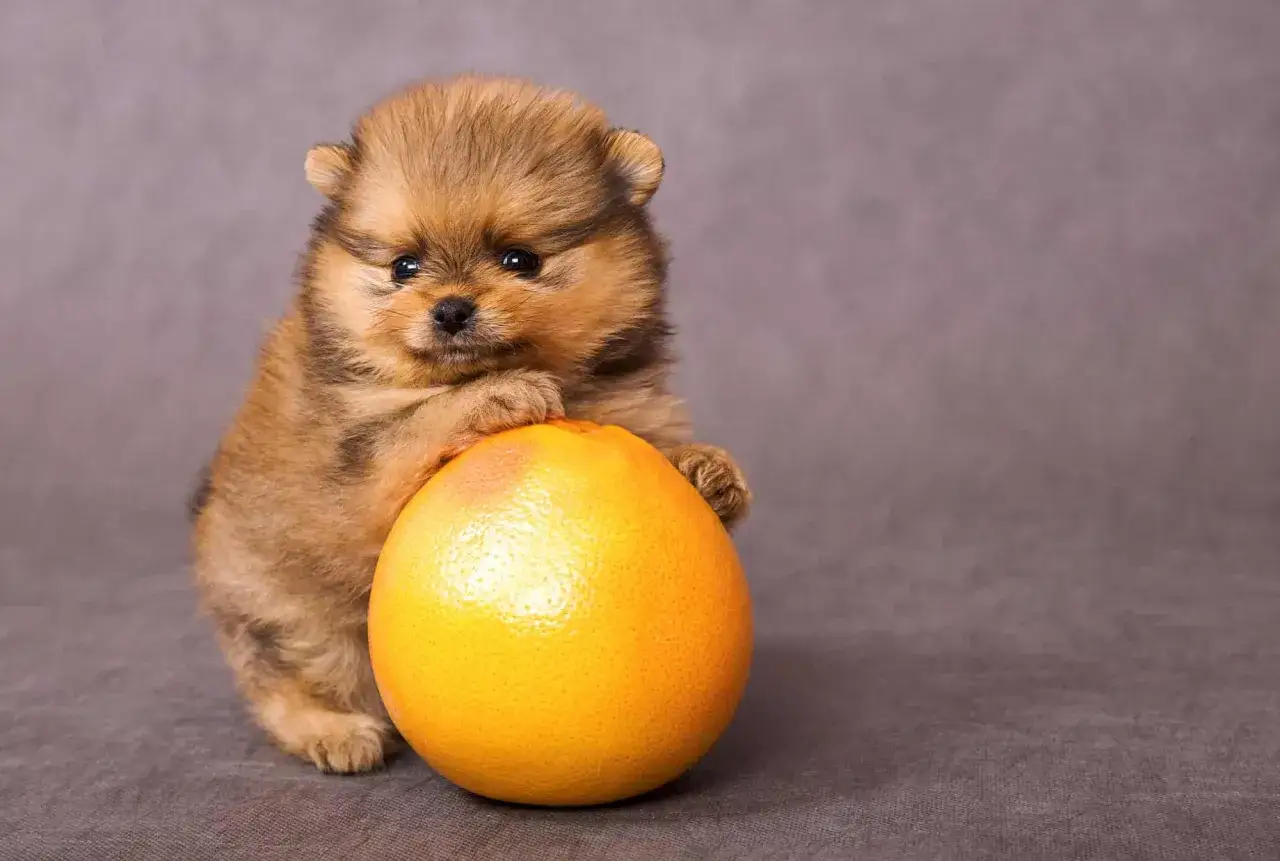 Uroczy szczeniak pomeranian z zaciekawieniem patrzy na grejpfruta, zastanawiając się, czy pies może jeść grejpfruta.