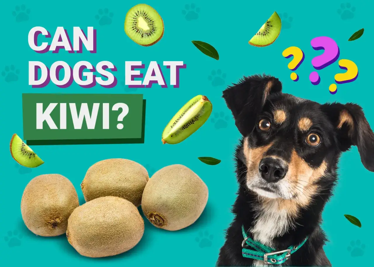 Czy pies może jeść kiwi? Uroczy piesek z zaciekawieniem spogląda na owoce kiwi, podczas gdy pytanie o ich bezpieczeństwo dla psów unosi się w powietrzu.