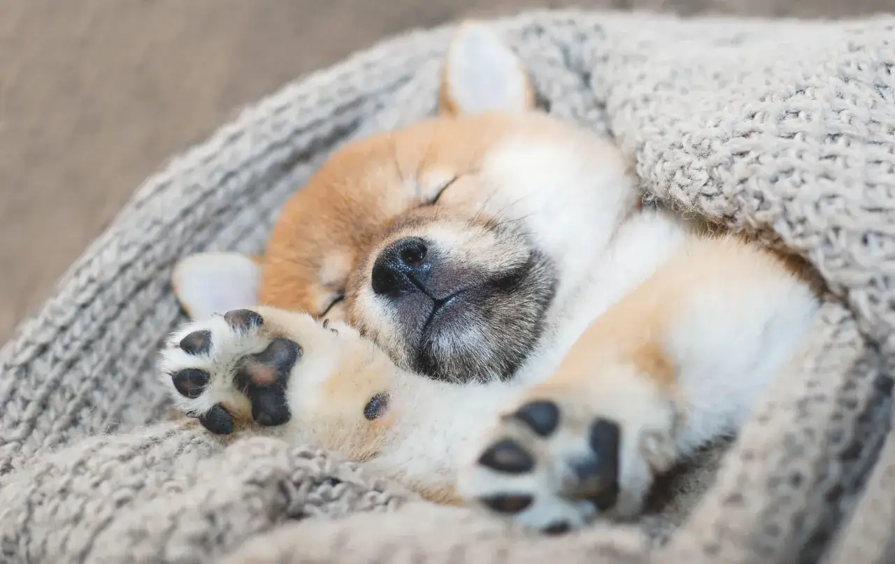Słodki, 8-tygodniowy szczeniak Shiba Inu śpi zwinięty w kocyk. Tyle śpi 8 tygodniowy szczeniak, gdy jest bezpieczny i ciepły.