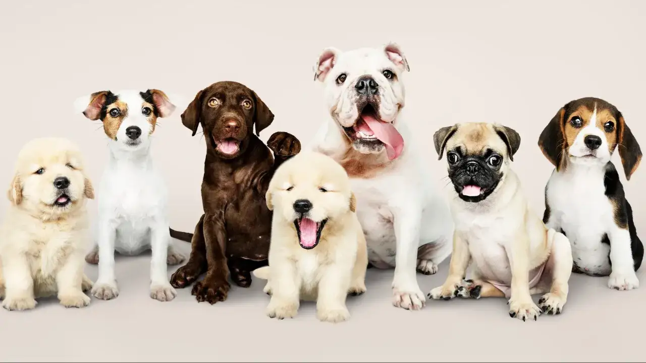 Siedem szczeniąt: golden retriever, jack russell, labrador, buldog, mops i beagle. Szukasz imienia dla psa na j?