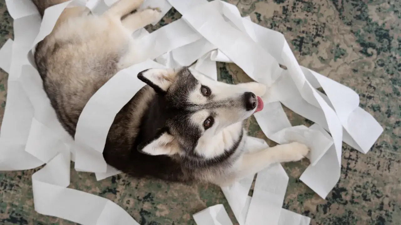 Siberian husky leży wśród rozrzuconego papieru toaletowego. Czy to znak, że szuka czegoś co dla psa na biegunkę?