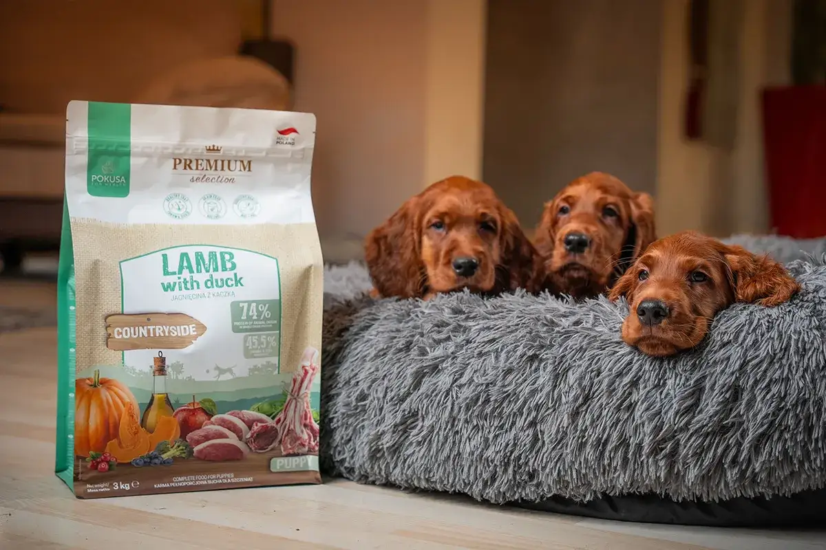 Trzy urocze szczenięta rasy Irish Setter leżą w miękkim legowisku obok paczki karmy 