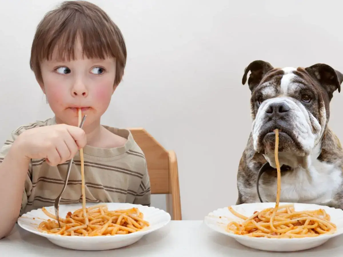 Chłopiec i buldog jedzą spaghetti. Czy psy mogą jeść makaron? To pytanie zadaje sobie wielu właścicieli czworonogów.