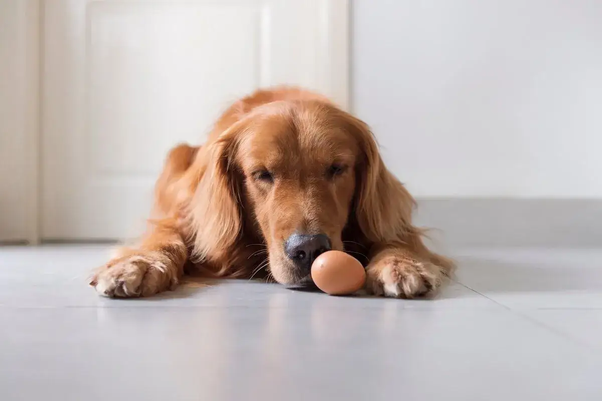 Złoty retriever leży obok jajka, zastanawiając się, czy pies może jeść surowe żółtko.