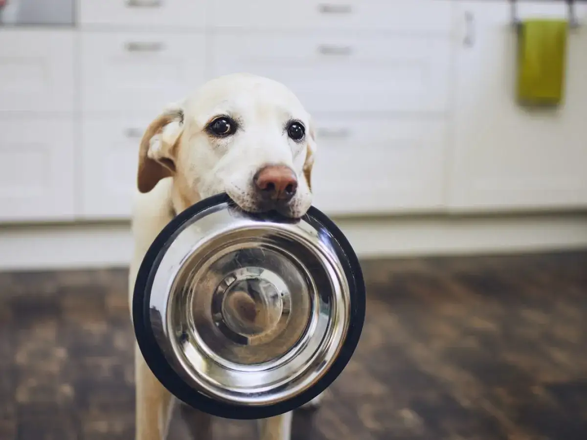 Labrador z miską w pysku, zastanawia się, czy pies może jeść soczewice.