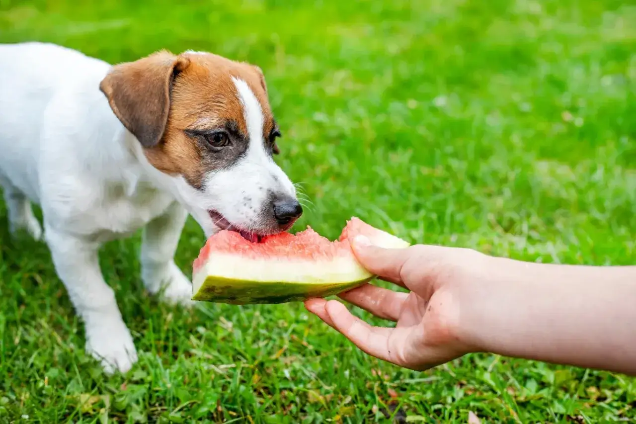 Szczeniak Jack Russell Terrier zajada się kawałkiem arbuza. To pokazuje, jakie owoce mogą jeść psy, gdy są podawane bez pestek i skórki.