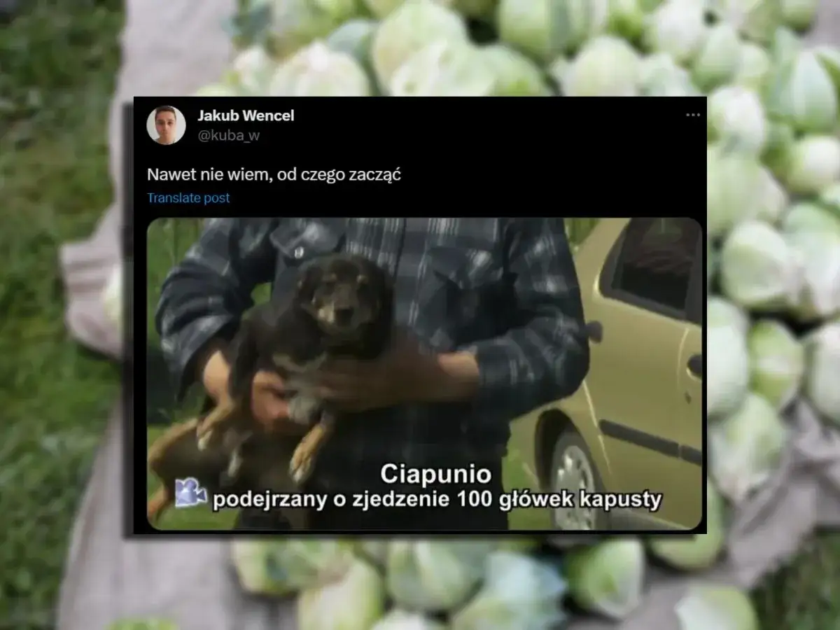 Pies Ciapuś, podejrzany o zjedzenie 100 główek kapusty, budzi pytanie: czy pies może jeść kapustę?