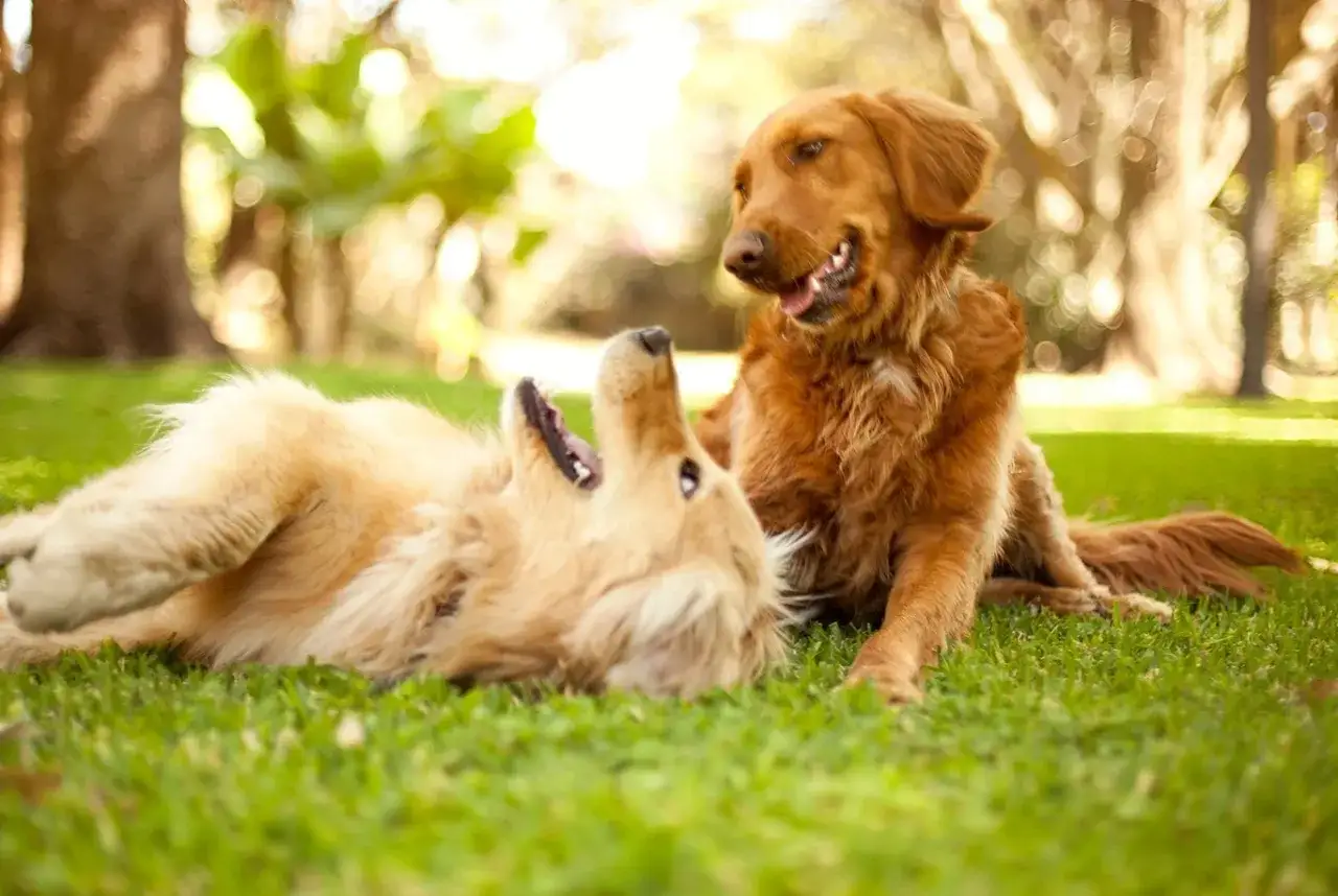 Dwa golden retrievery bawią się na trawie. Jeden leży na plecach, drugi siedzi obok. Wskazówki, jak dbać o golden retrievera, obejmują zabawę i troskę.