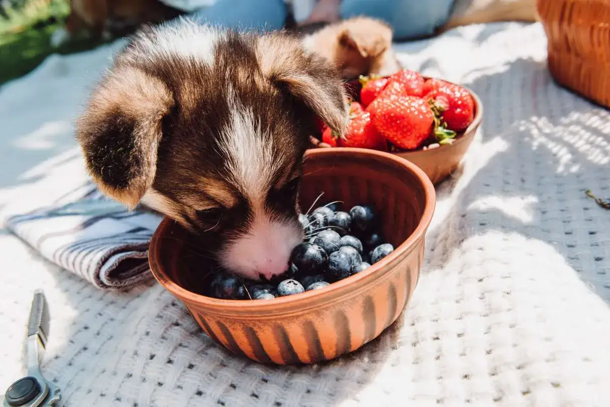 Szczeniak corgi próbuje borówek, zastanawiając się, czy psy mogą jeść borówki. Obok miska z truskawkami.