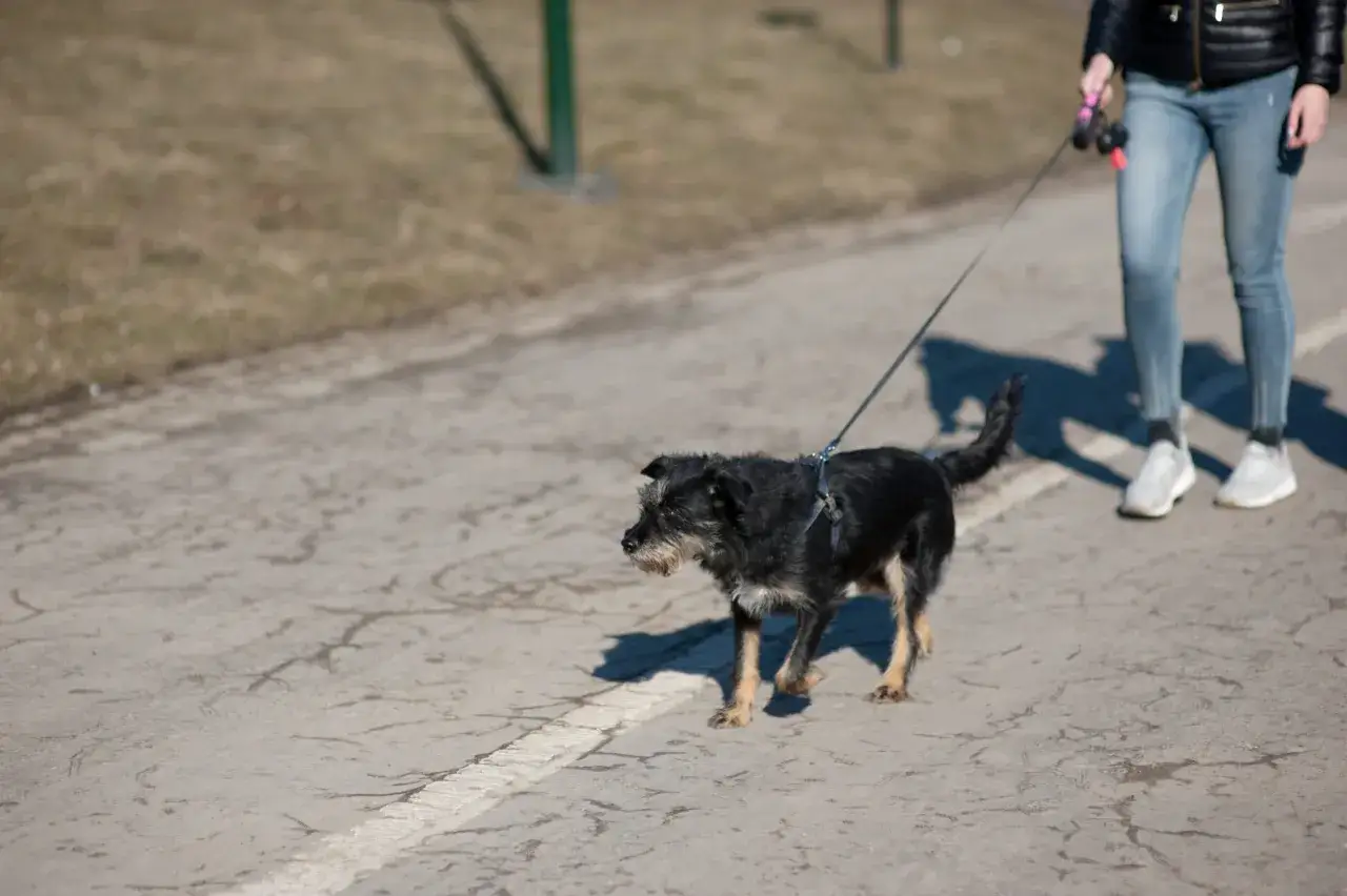 Mały, czarny piesek na smyczy spaceruje po ścieżce. Idealne miejsce, gdzie na spacer z psem w Krakowie.