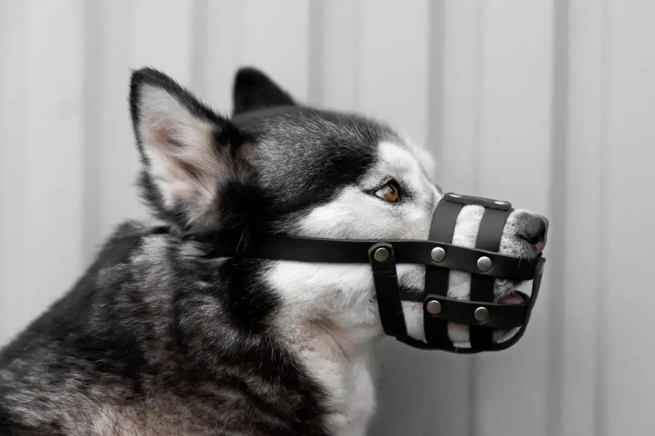 Siberian Husky w kagańcu. Dobry kaganiec dla psa powinien być wygodny i bezpieczny, jak ten na zdjęciu.