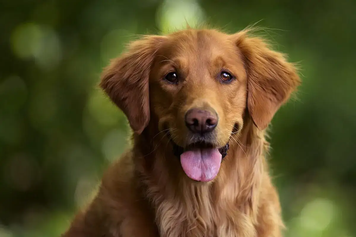 Uroczy golden retriever, który pokazuje, jak dbać o swojego pupila. Wskazówki dotyczące pielęgnacji i zdrowia.