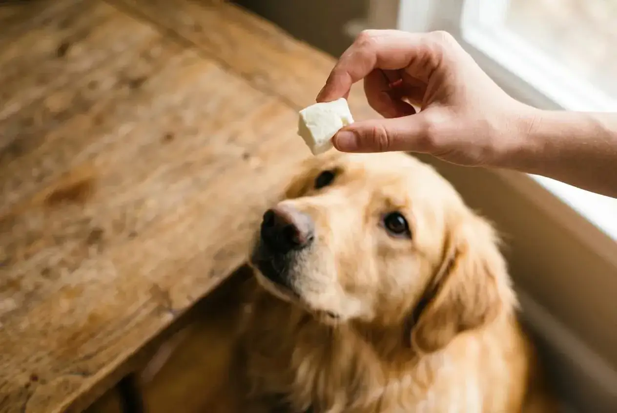 Złoty retriever patrzy z nadzieją na kostkę sera, zastanawiając się, czy pies może jeść ser pleśniowy.